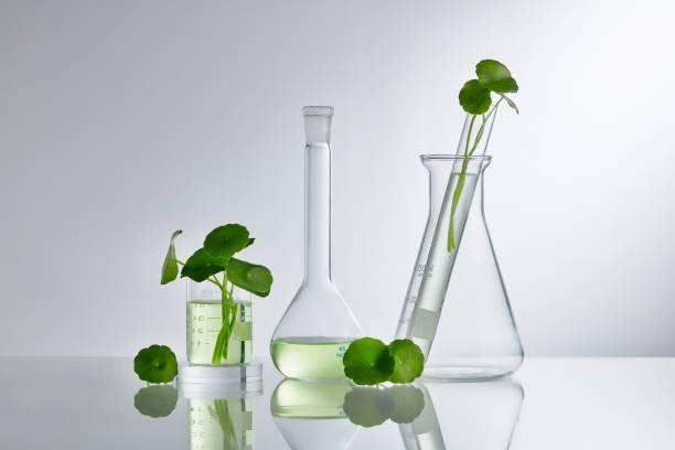 Perché la cica è un ingrediente essenziale nella skincare coreana: i benefici e gli effetti sulla pelle